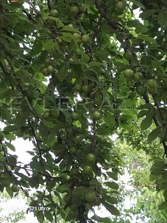 Satılır, torpaq